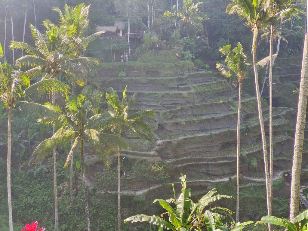 德哥拉朗梯田